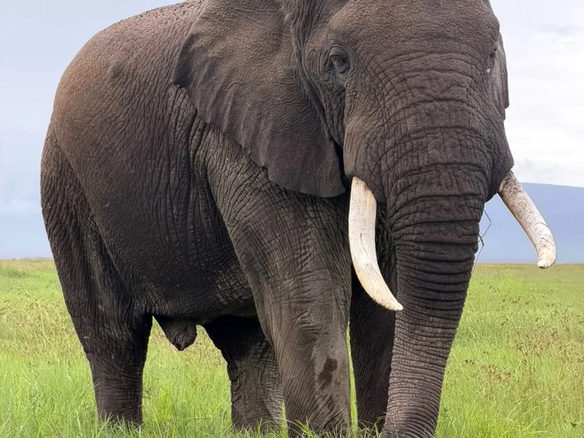 African elephant in Tanzania